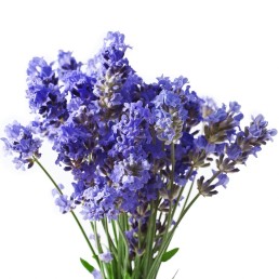 Sójová vonná sviečka - Levanduľa